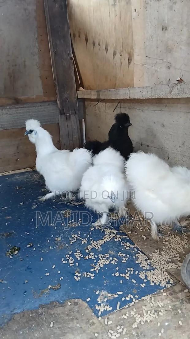 Bearded Silkies