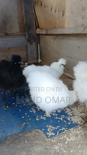 Bearded Silkies