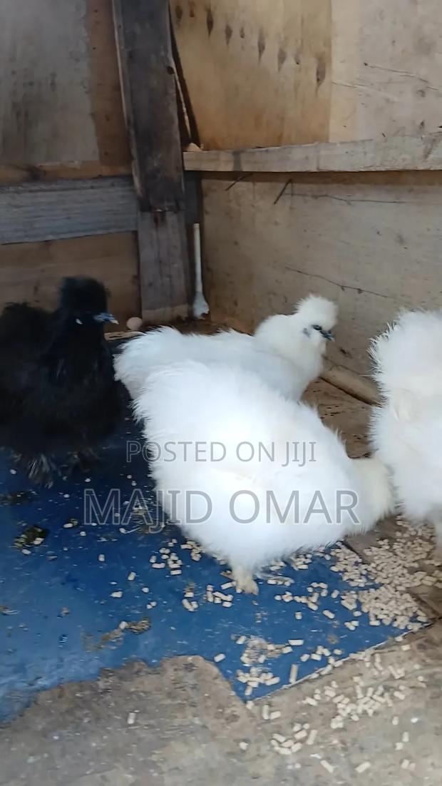 Bearded Silkies - thumbnail 2