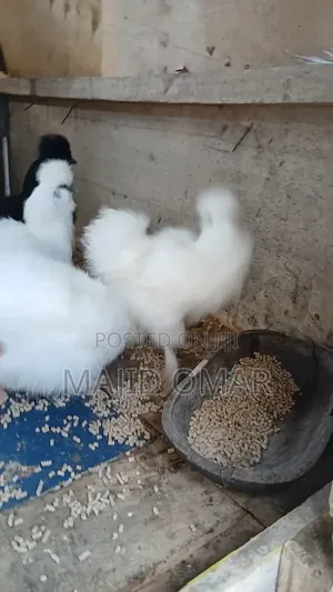 Bearded Silkies