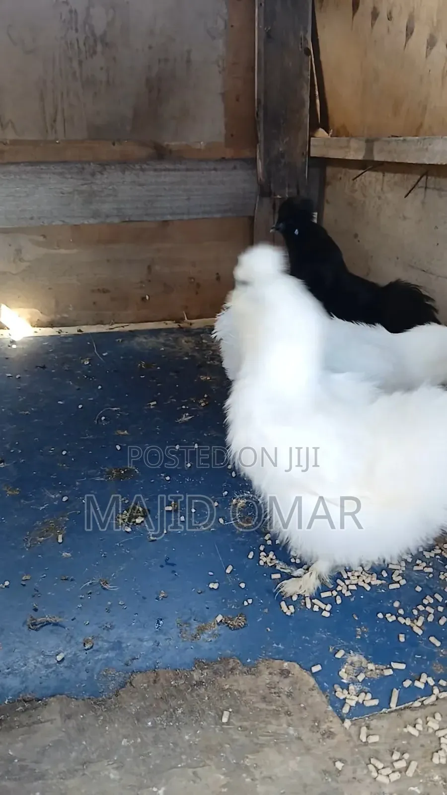 Bearded Silkies