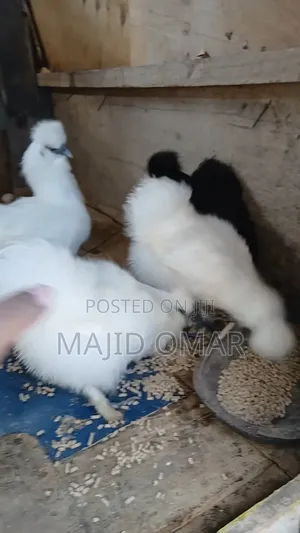 Bearded Silkies