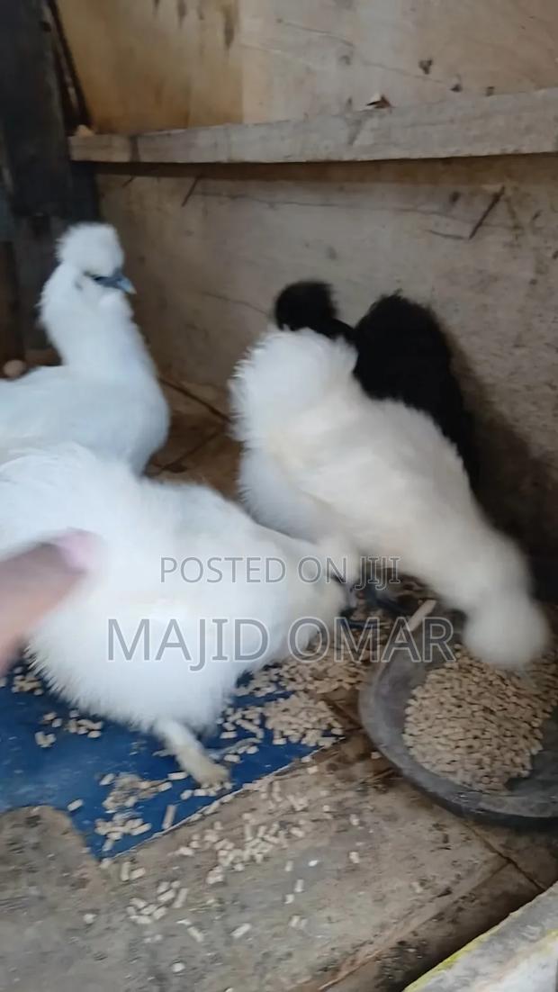 Bearded Silkies - thumbnail 5