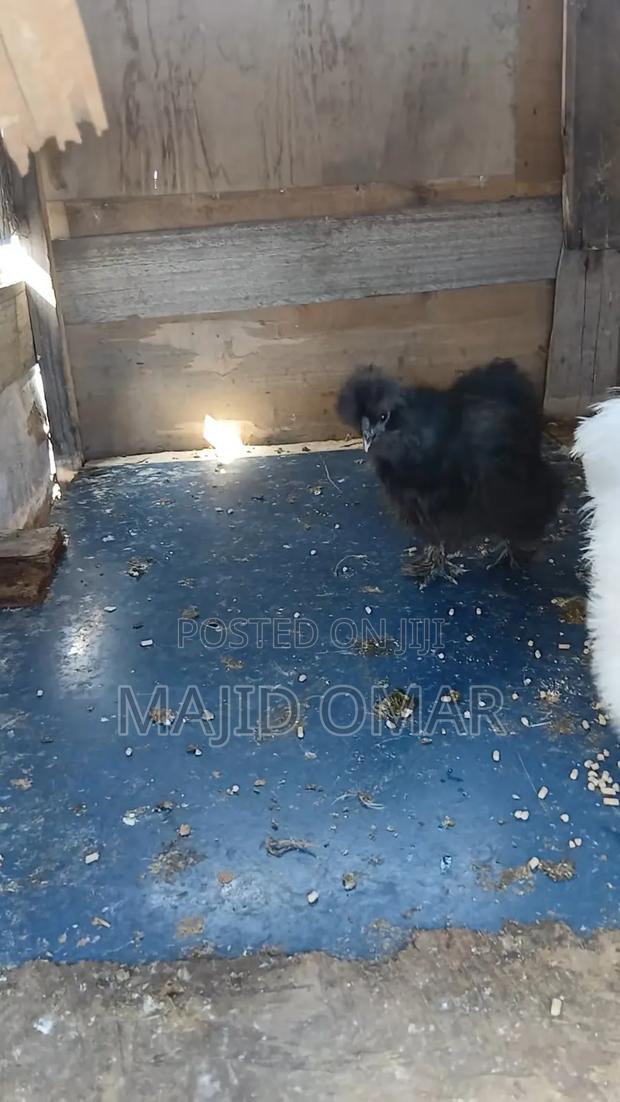 Bearded Silkies - thumbnail 6