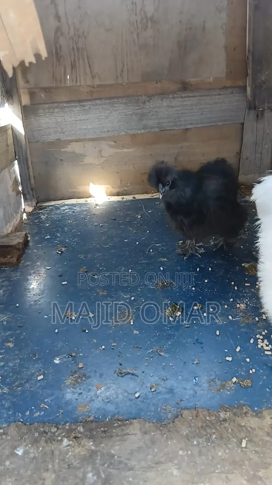 Bearded Silkies
