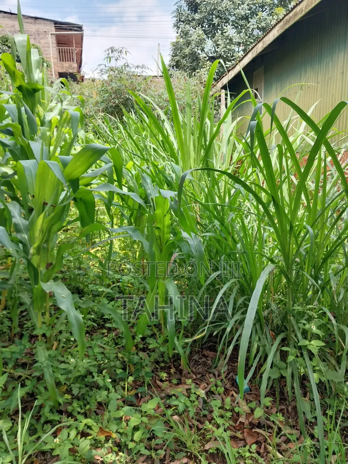 50by100 at Ruaka Ndenderu