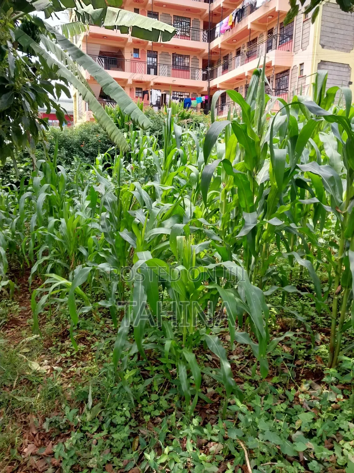 50by100 at Ruaka Ndenderu