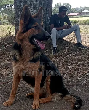 1-3 months Male Purebred German Shepherd