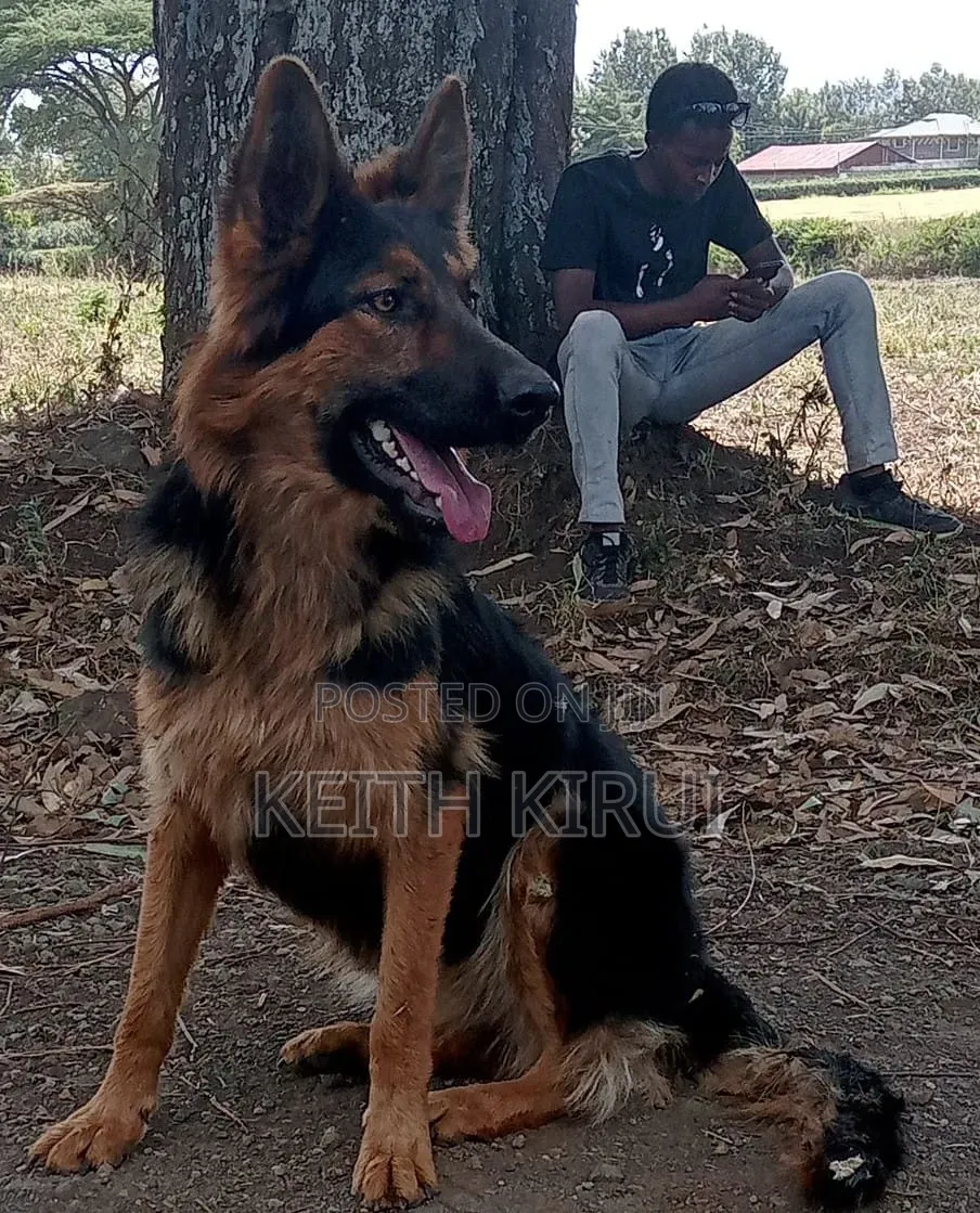 1-3 months Male Purebred German Shepherd