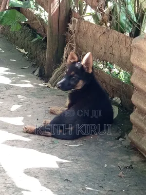 1-3 months Male Purebred German Shepherd
