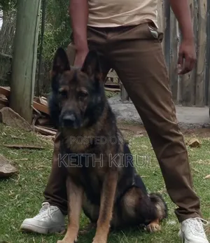 1-3 months Male Purebred German Shepherd