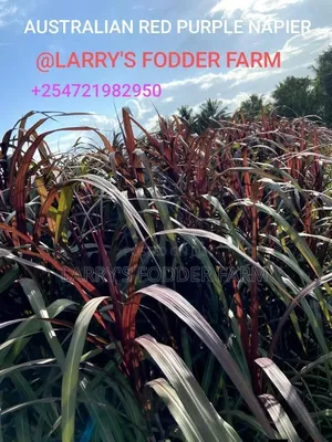 Australian Red Purple Napier