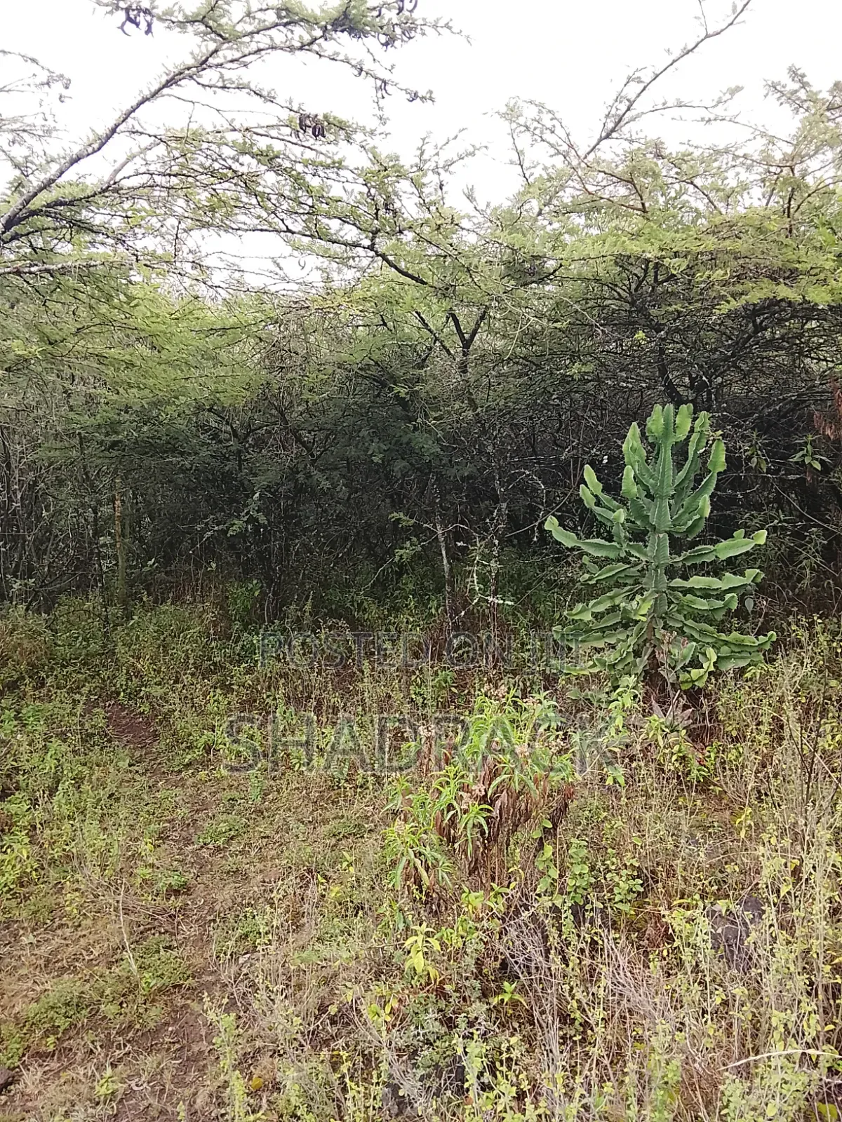 Land for Sale in Gilgil Langa Lang a Kimbo Region