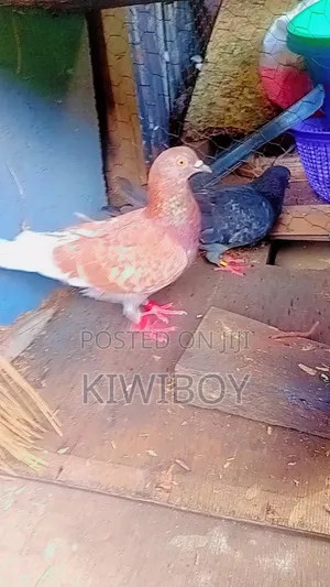 Kiwiboy Fourteen