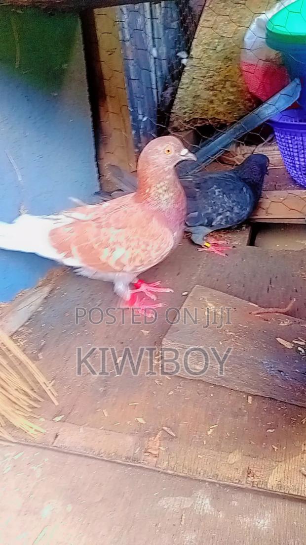 Kiwiboy Fourteen - main view