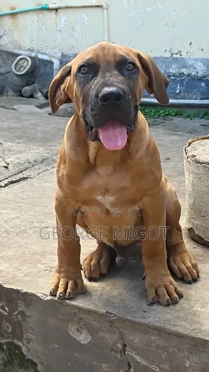 3-6 months Male Purebred Boerboel