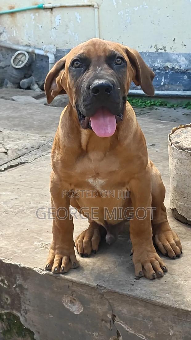 3-6 months Male Purebred Boerboel