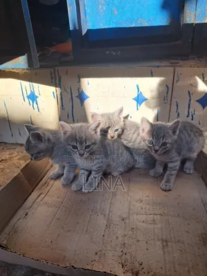1-3 months Female Mixed Breed Tabby