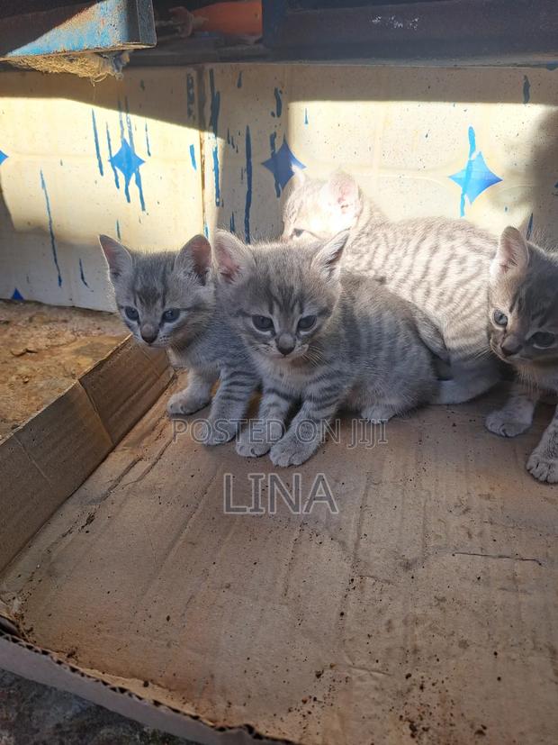 1-3 months Female Mixed Breed Tabby - thumbnail 2