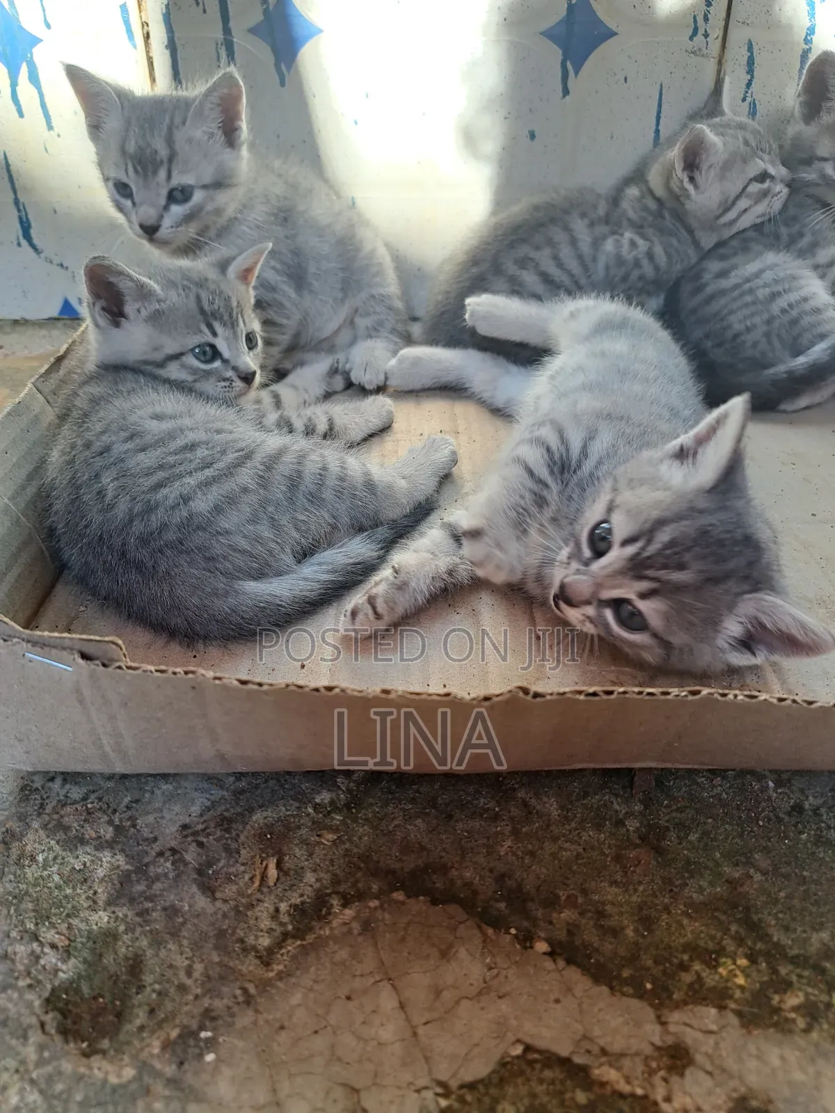 1-3 months Female Mixed Breed Tabby