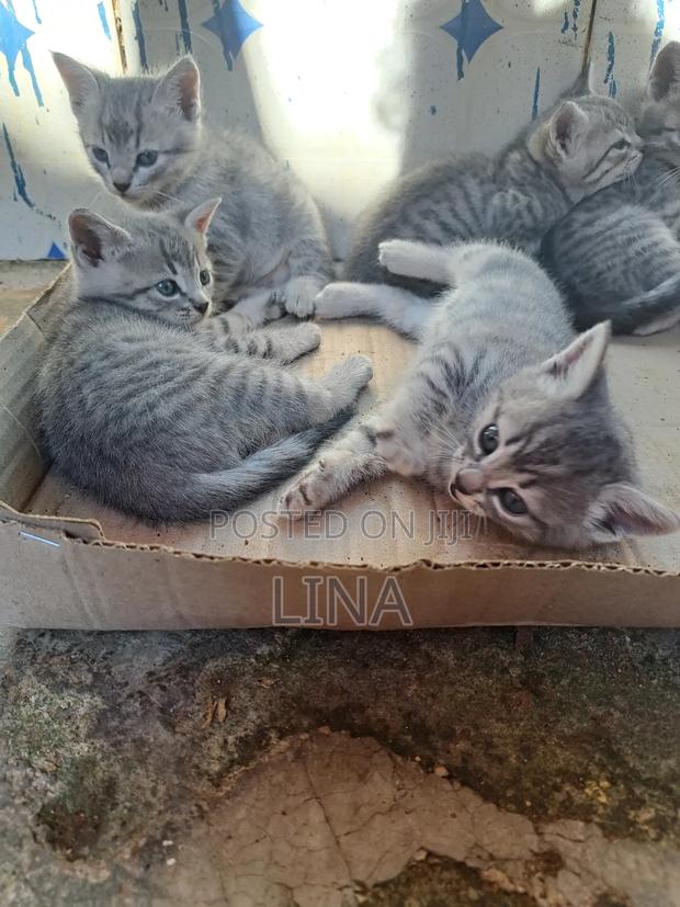 1-3 months Female Mixed Breed Tabby - thumbnail 3