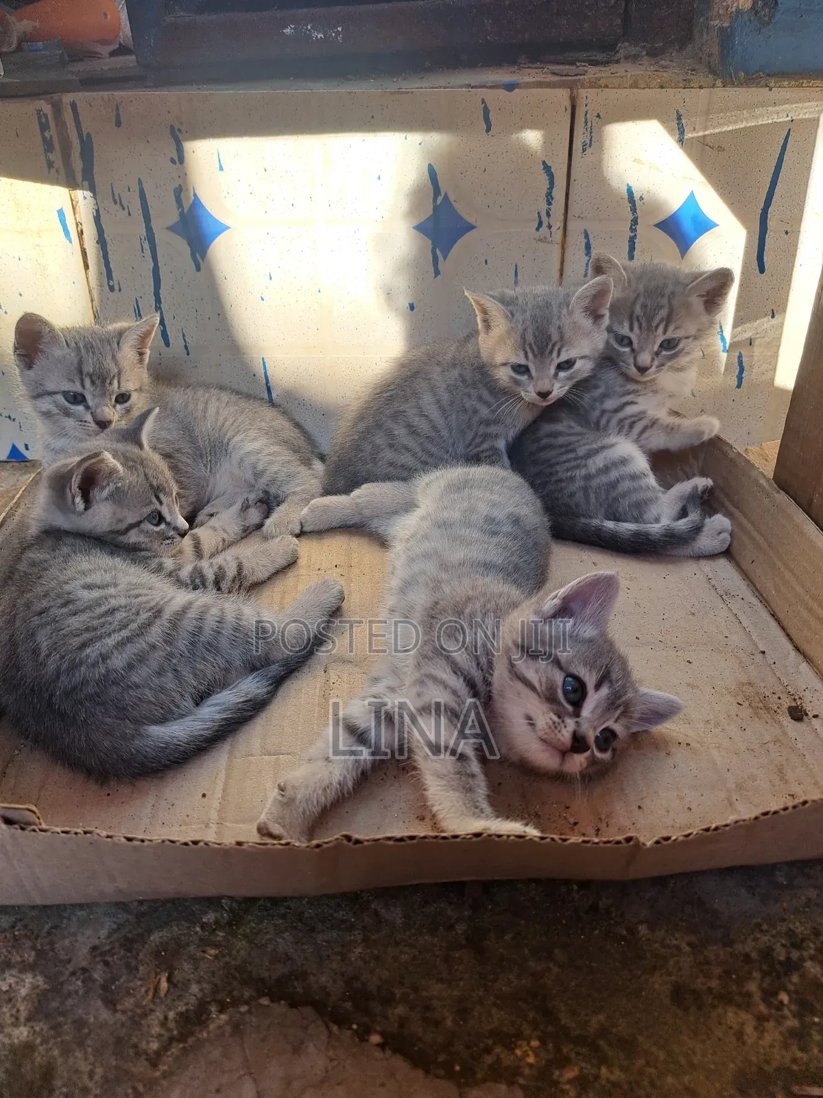 1-3 months Female Mixed Breed Tabby