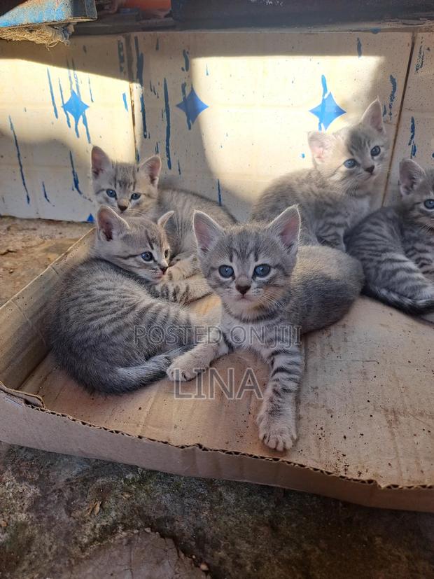 1-3 months Female Mixed Breed Tabby - thumbnail 5