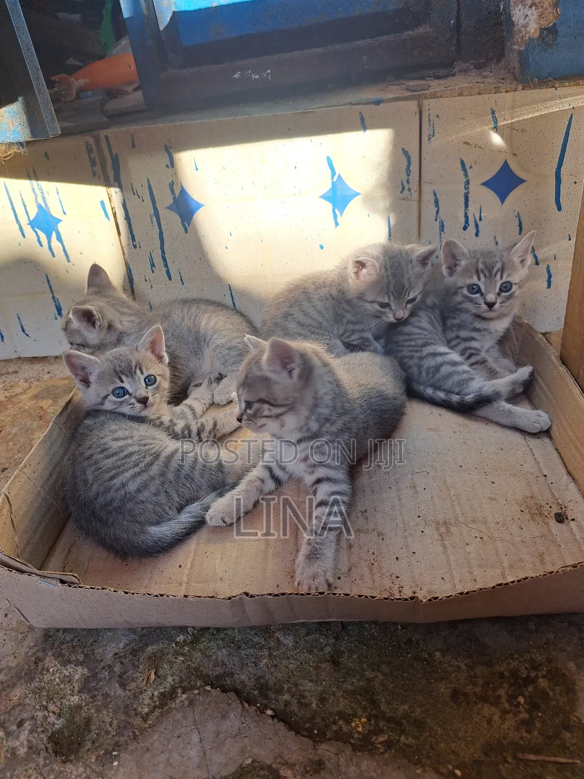 1-3 months Female Mixed Breed Tabby