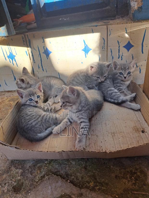1-3 months Female Mixed Breed Tabby - thumbnail 6