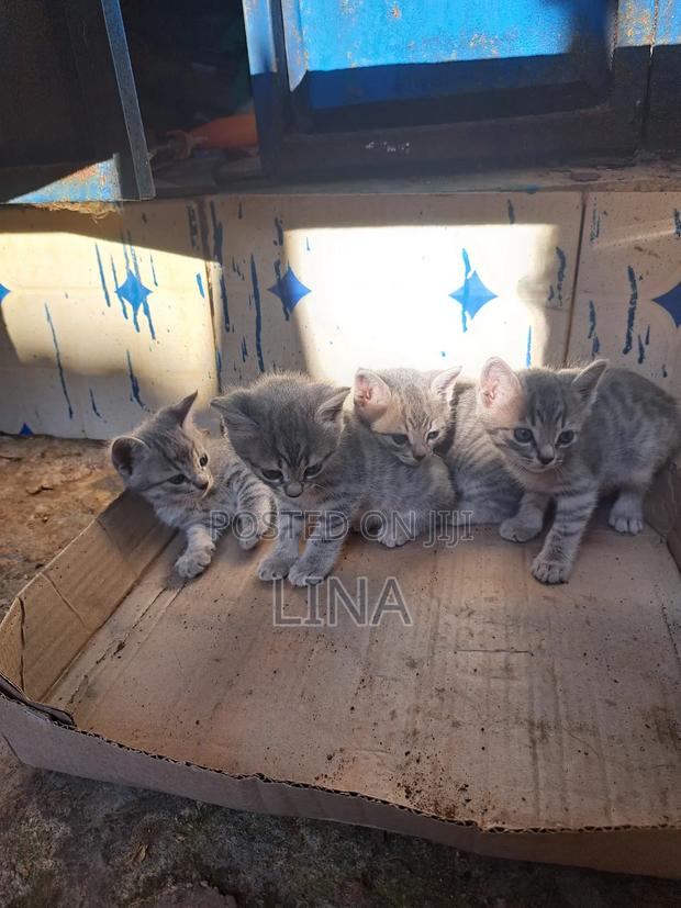 1-3 months Female Mixed Breed Tabby - thumbnail 7