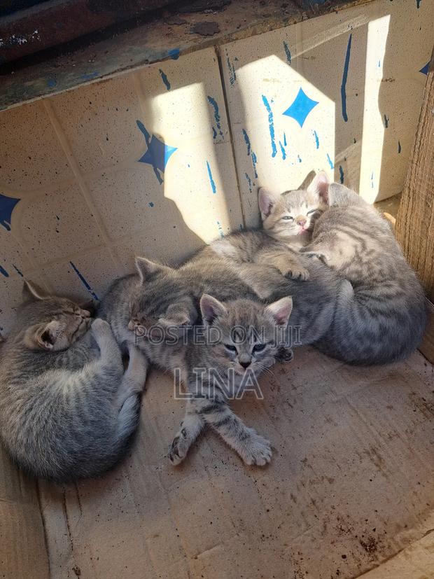 1-3 months Female Mixed Breed Tabby - thumbnail 8