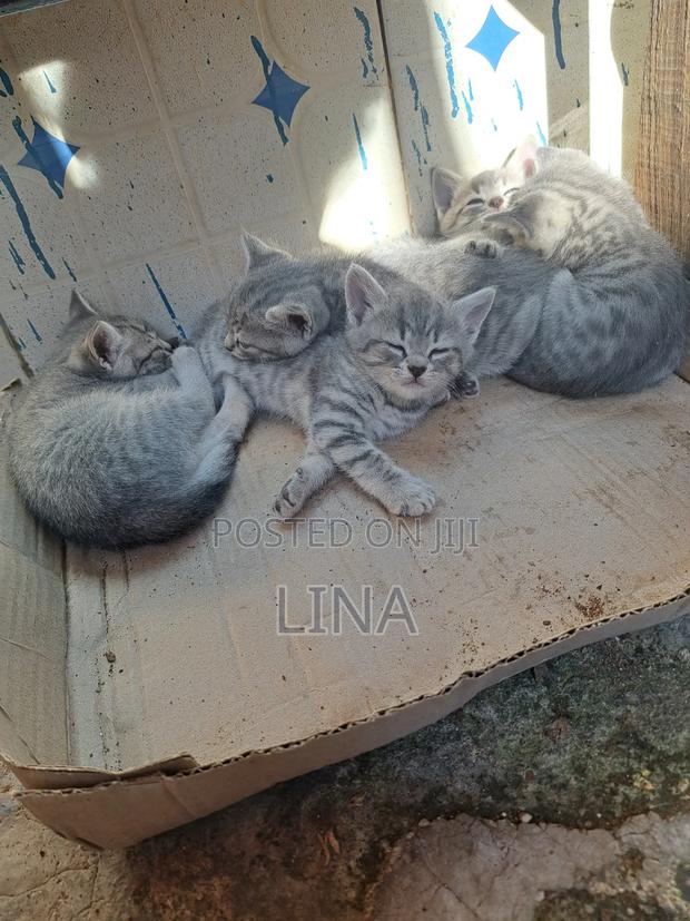 1-3 months Female Mixed Breed Tabby - thumbnail 9