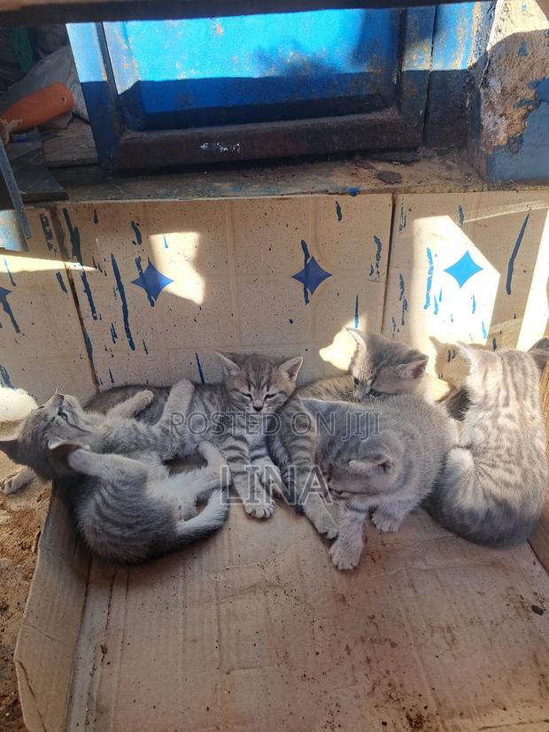 1-3 months Female Mixed Breed Tabby - thumbnail 10