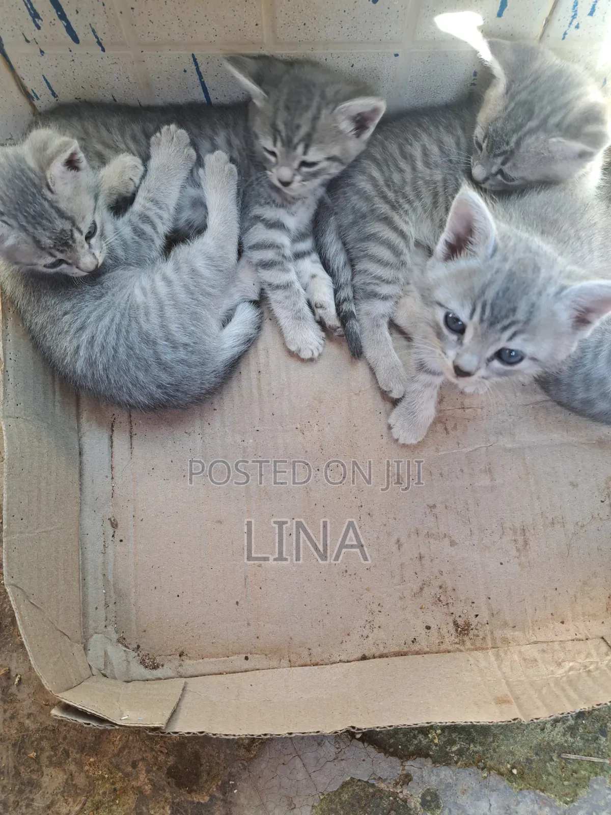 1-3 months Female Mixed Breed Tabby