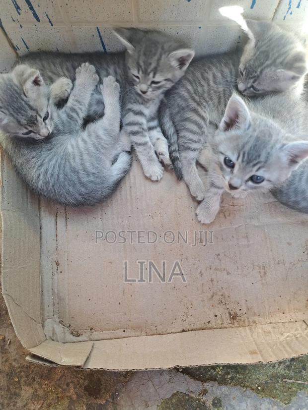 1-3 months Female Mixed Breed Tabby - thumbnail 11