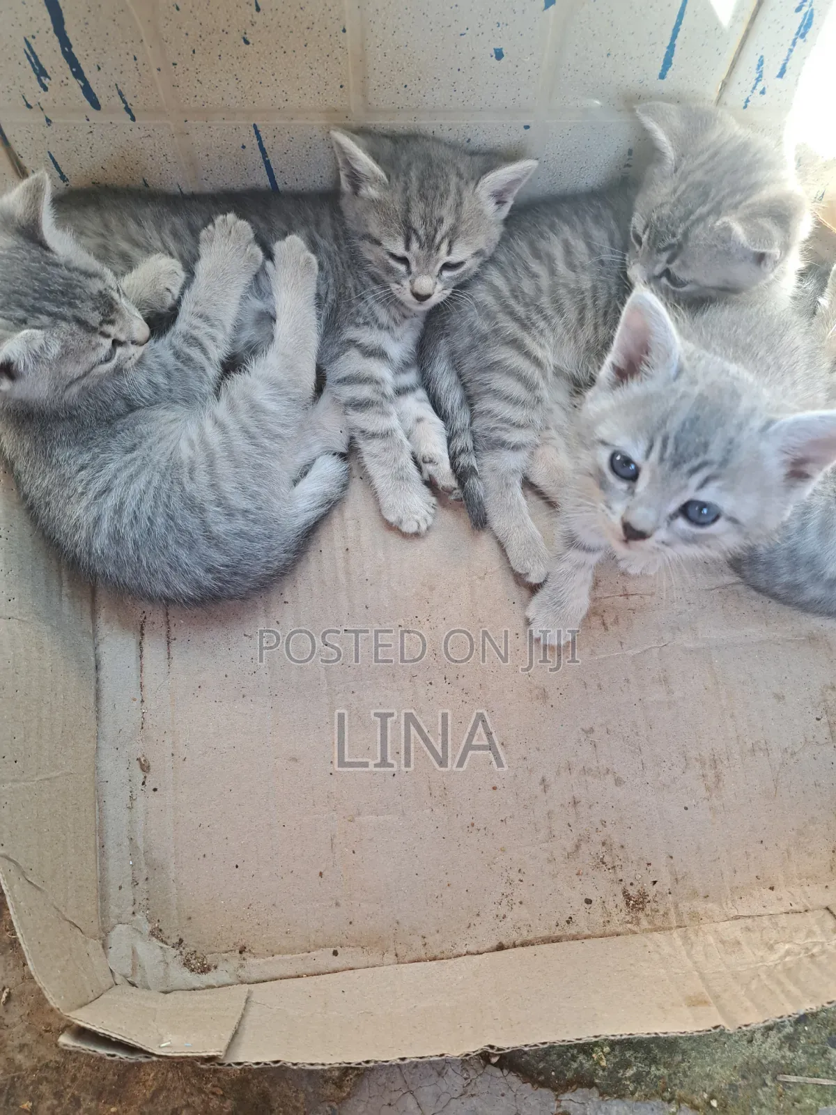 1-3 months Female Mixed Breed Tabby