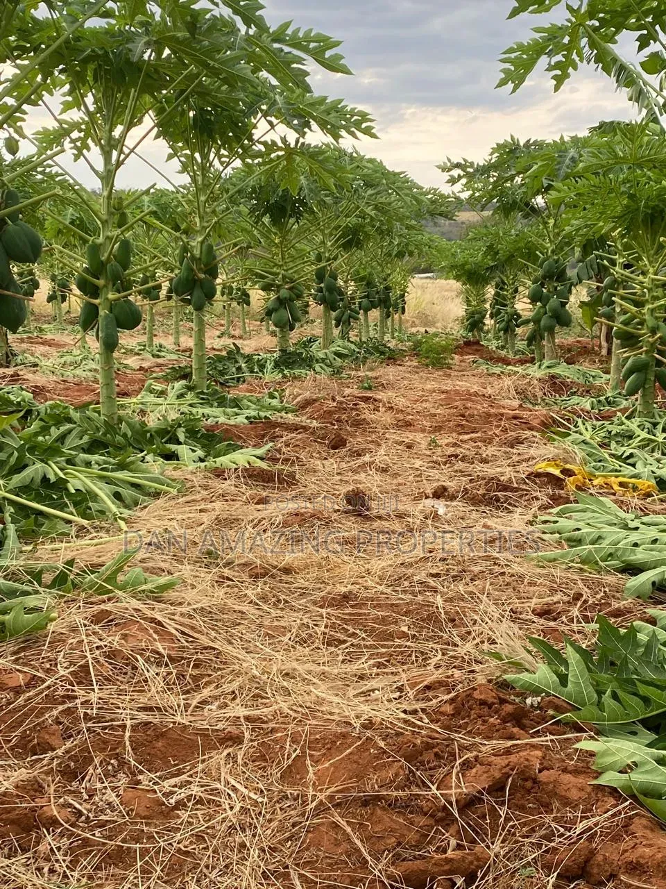 50 Acres in Embu Ishiara for Sale as a Block Currently Under Farming