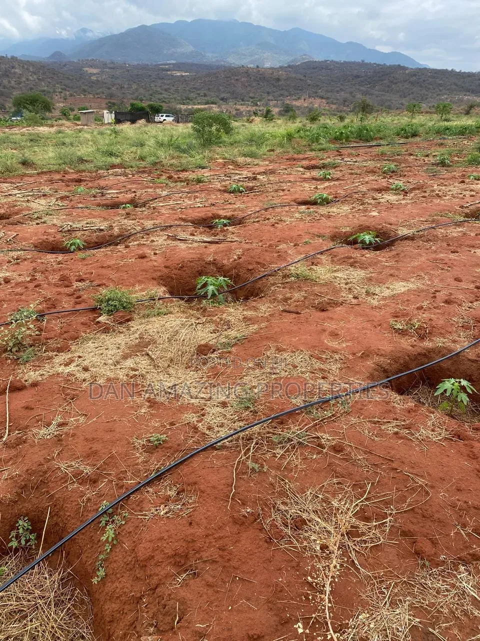 50 Acres in Embu Ishiara for Sale as a Block Currently Under Farming