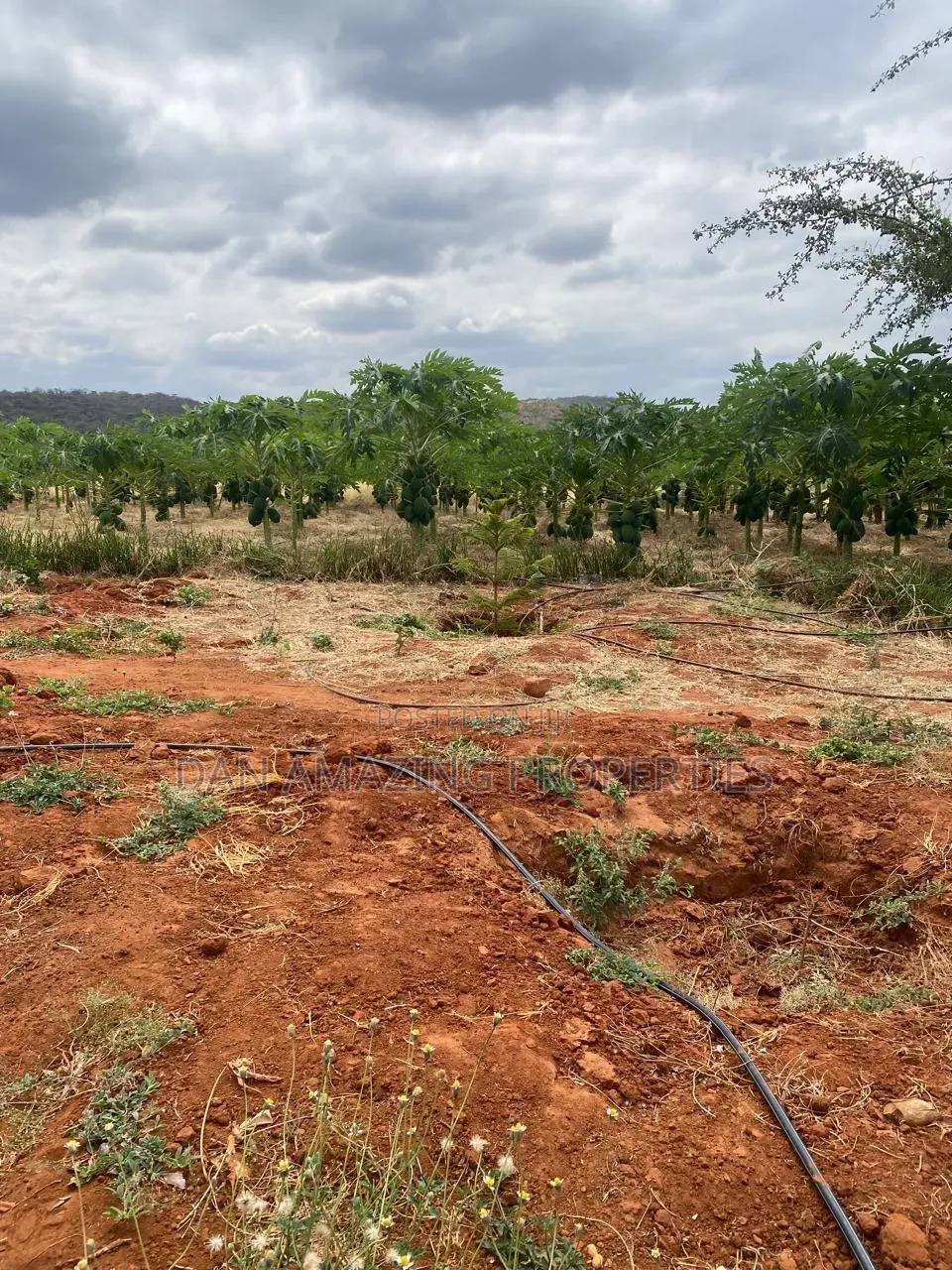 50 Acres in Embu Ishiara for Sale as a Block Currently Under Farming