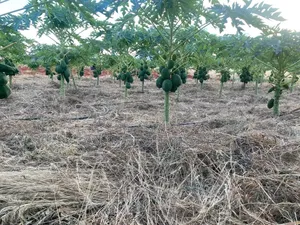 50 Acres in Embu Ishiara for Sale as a Block Currently Under Farming