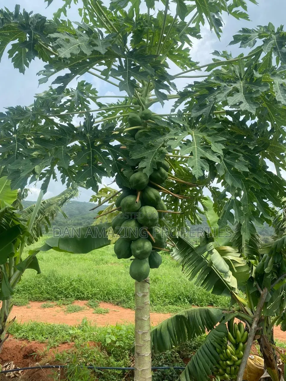 50 Acres in Embu Ishiara for Sale as a Block Currently Under Farming
