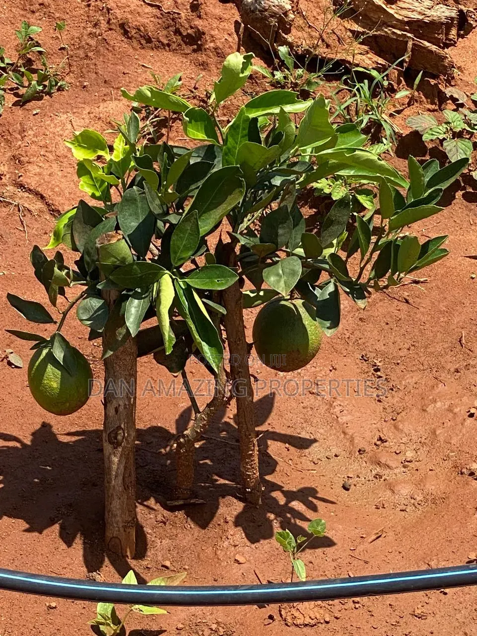 50 Acres in Embu Ishiara for Sale as a Block Currently Under Farming