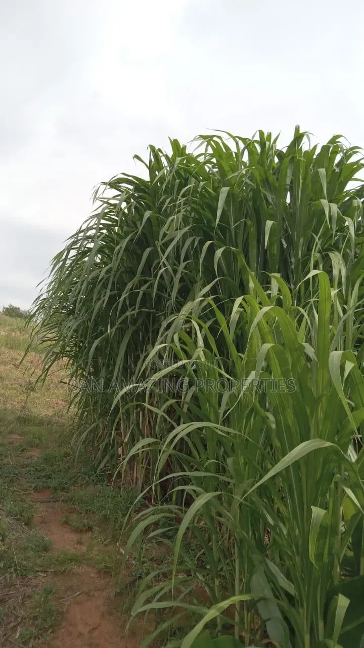 50 Acres in Embu Ishiara for Sale as a Block Currently Under Farming