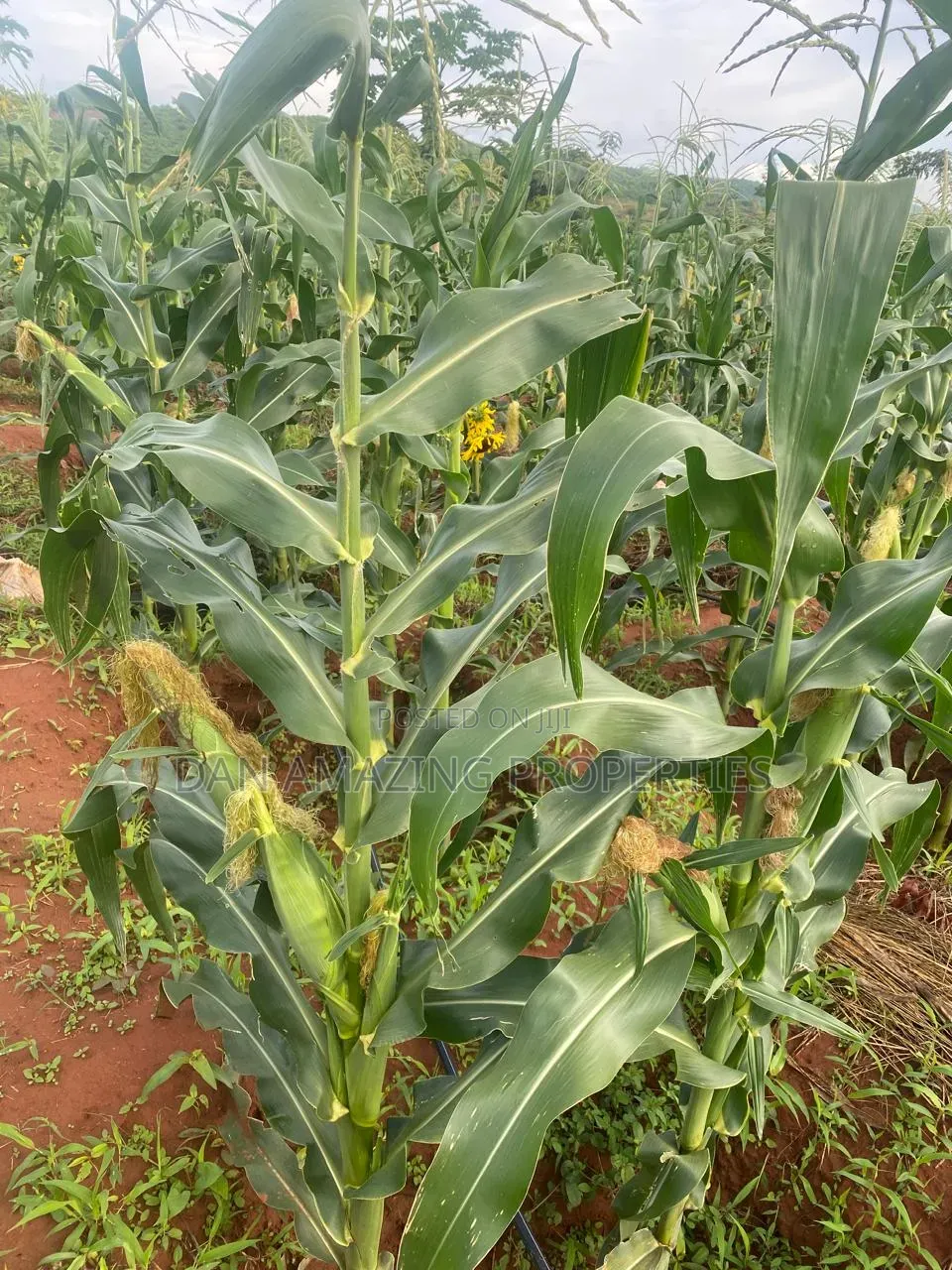50 Acres in Embu Ishiara for Sale as a Block Currently Under Farming
