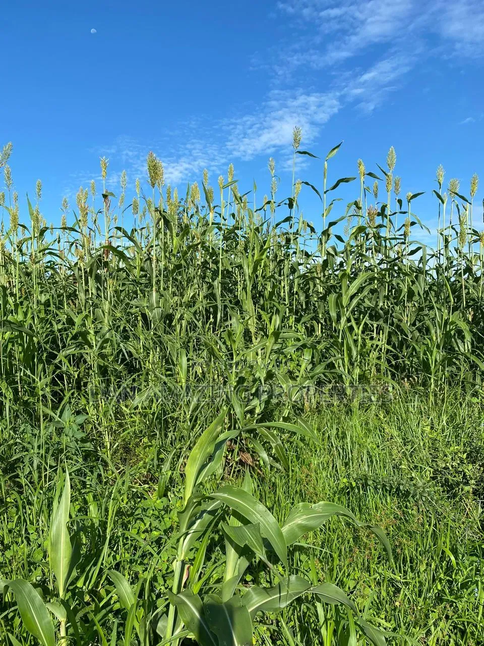 50 Acres in Embu Ishiara for Sale as a Block Currently Under Farming