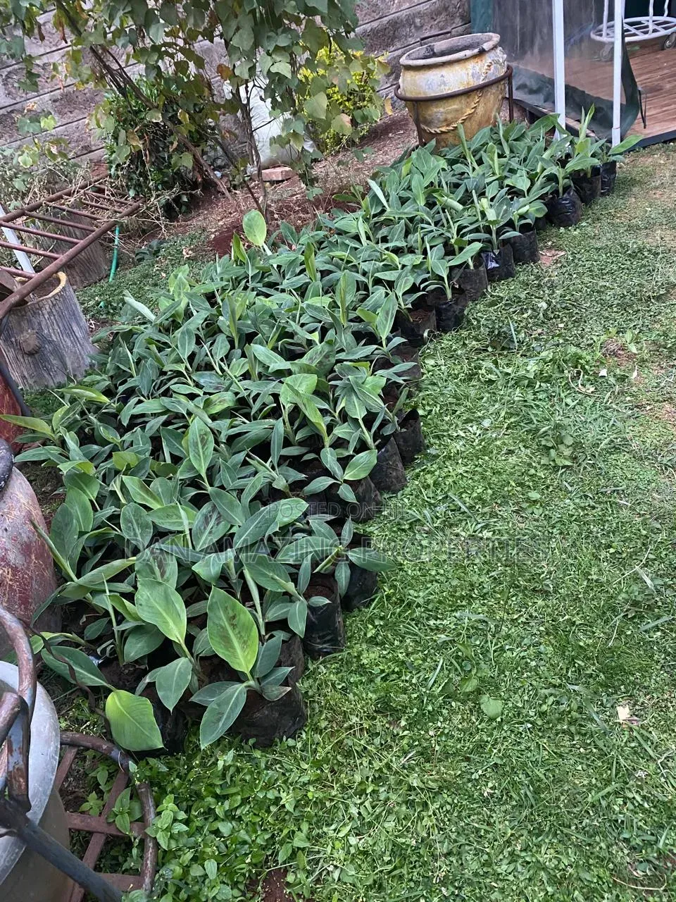 50 Acres in Embu Ishiara for Sale as a Block Currently Under Farming