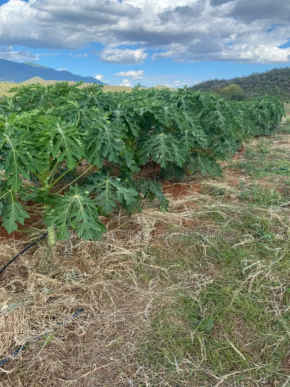 50 Acres in Embu Ishiara for Sale as a Block Currently Under Farming