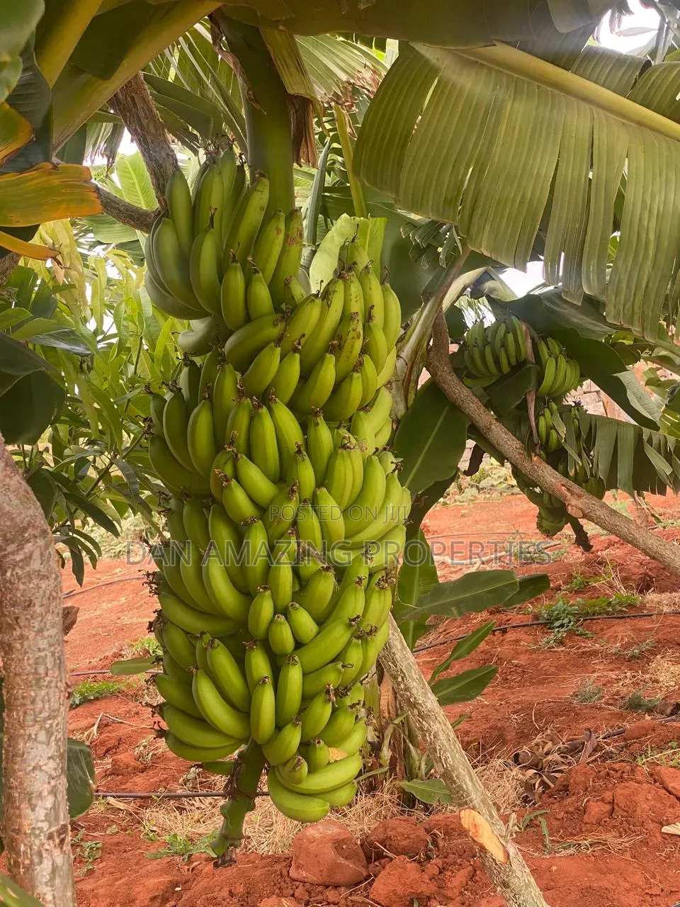 50 Acres in Embu Ishiara for Sale as a Block Currently Under Farming