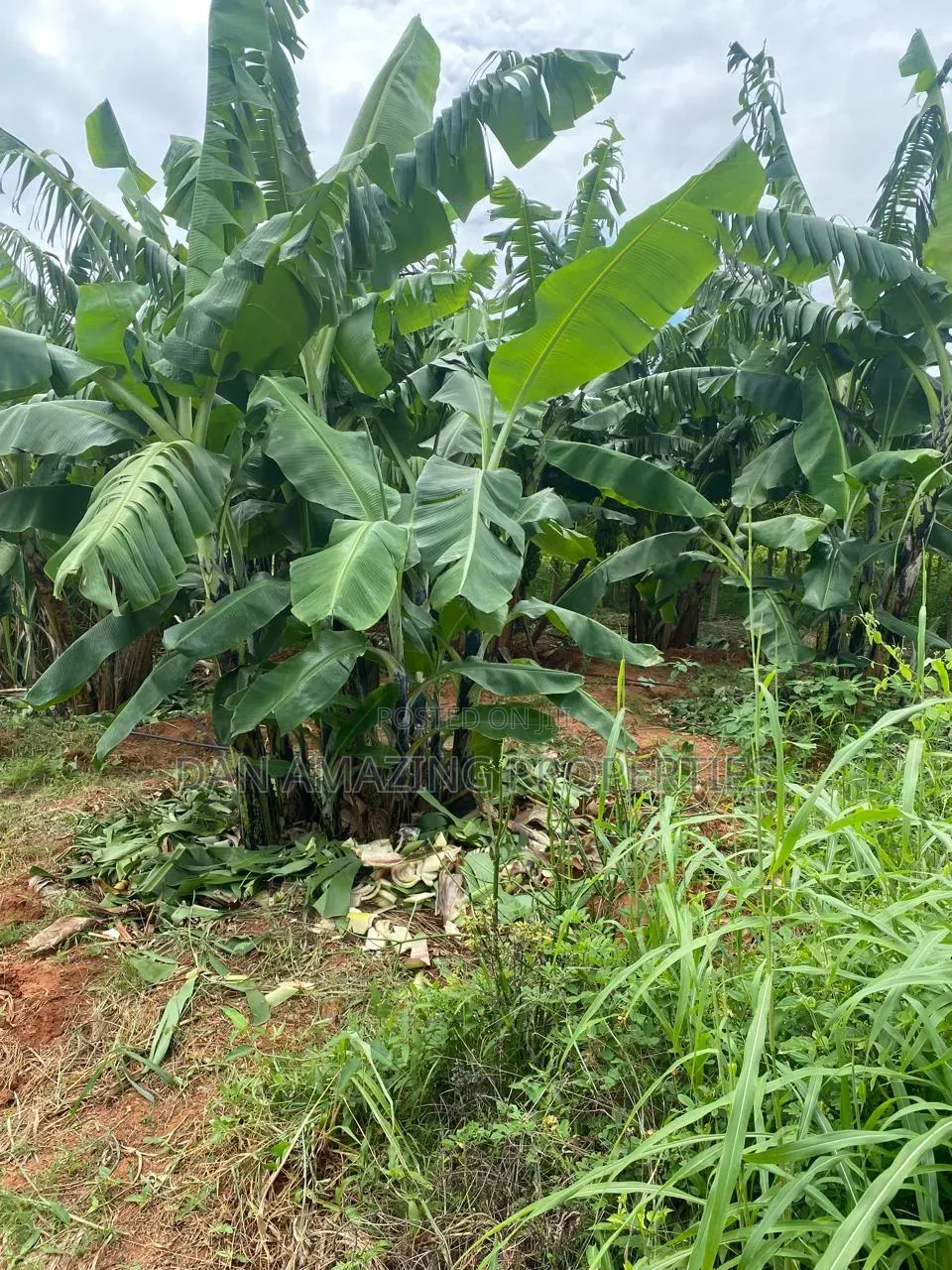 50 Acres in Embu Ishiara for Sale as a Block Currently Under Farming
