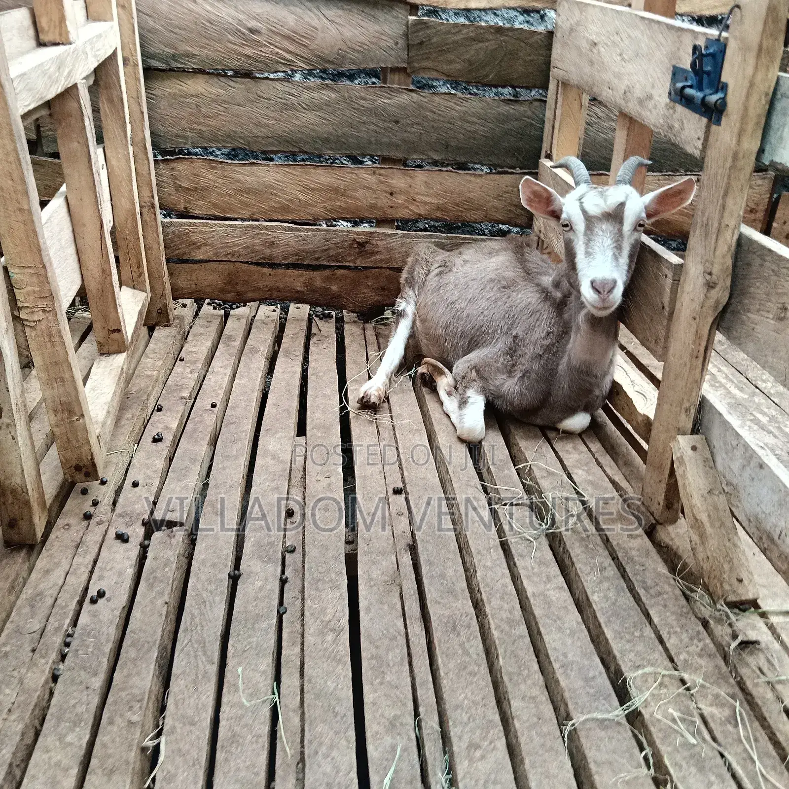 For Sale Mature Toggenburg Fully Vaccinated and Dewormed Inkid Goats